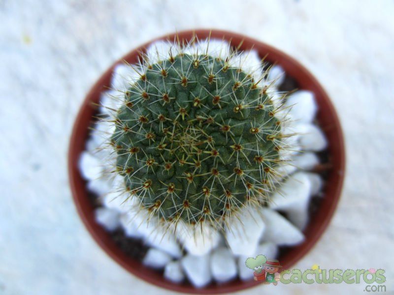 Una foto de Rebutia spegazziniana