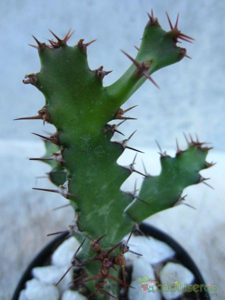 Una foto de Euphorbia grandidens