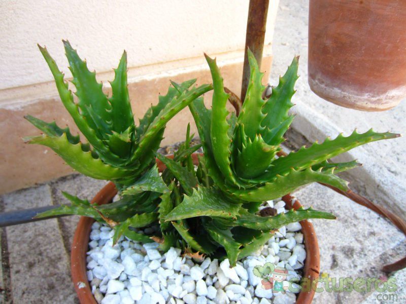 Una foto de Aloe buettneri