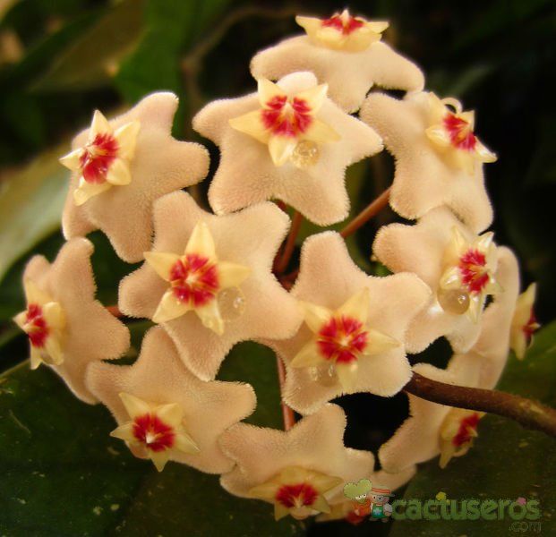 A photo of Hoya carnosa var. carnosa