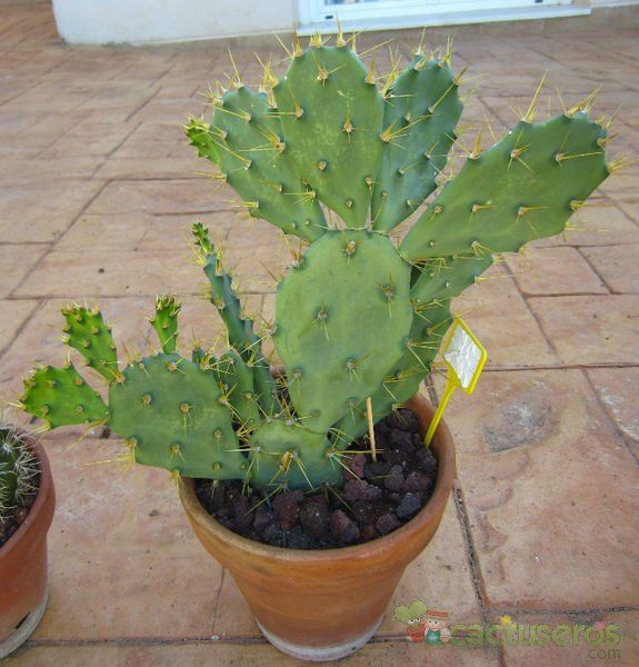 A photo of Opuntia dillenii