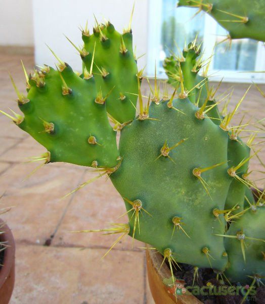 A photo of Opuntia dillenii