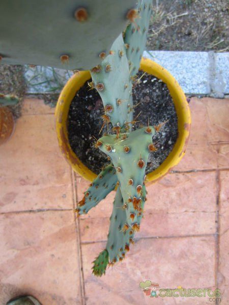 A photo of Opuntia azurea