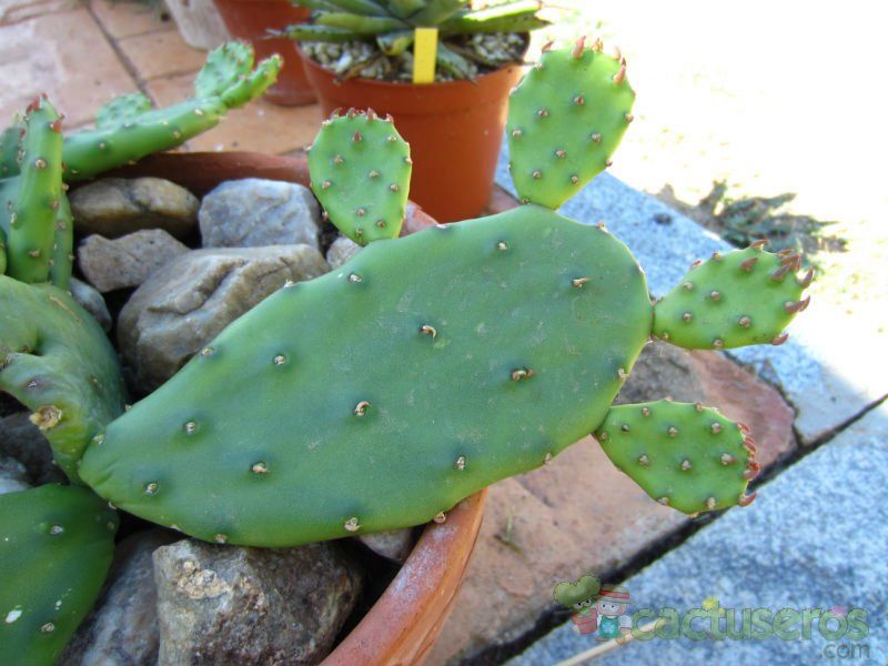 A photo of Opuntia humifusa var. humifusa