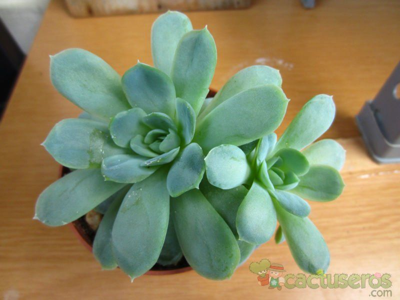 Una foto de Echeveria runyonii