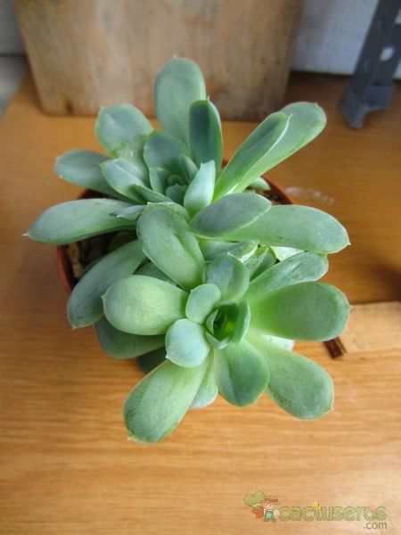 Una foto de Echeveria runyonii