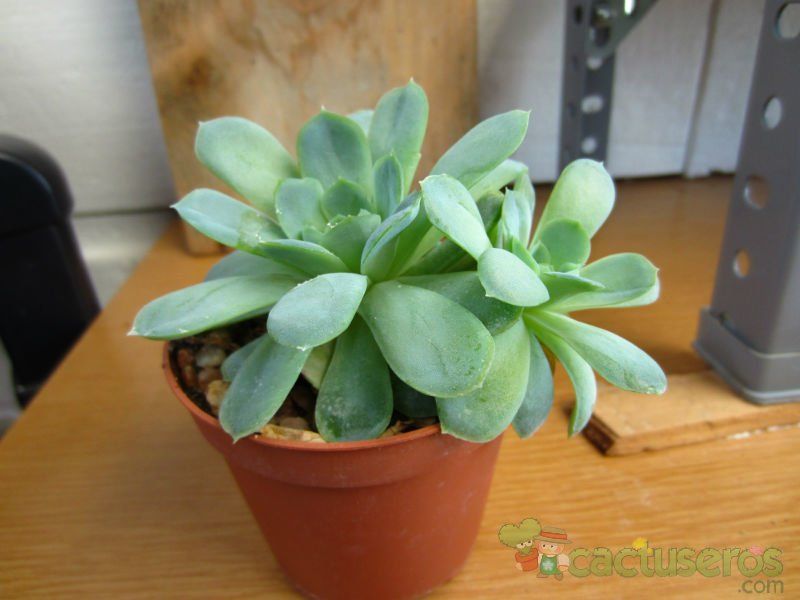 Una foto de Echeveria runyonii