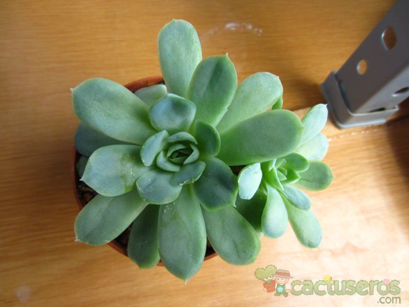 Una foto de Echeveria runyonii