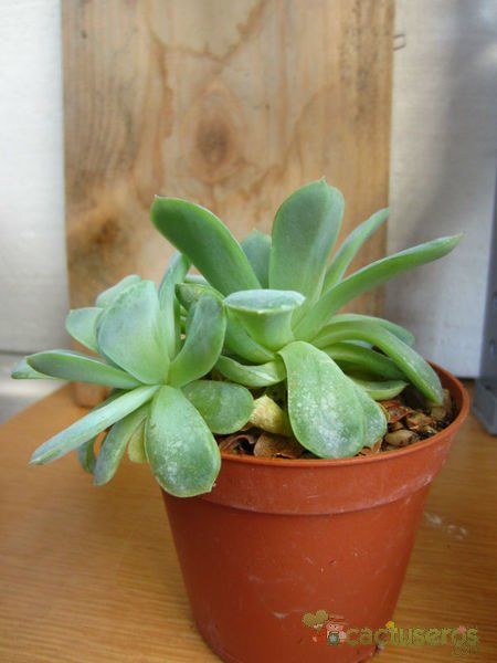 Una foto de Echeveria runyonii