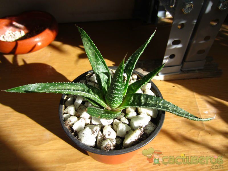 Una foto de Gasteraloe beguinii (Aloe aristata x Gasteria carinata var. verrucosa)