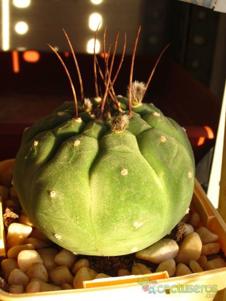 A photo of Matucana madisoniorum