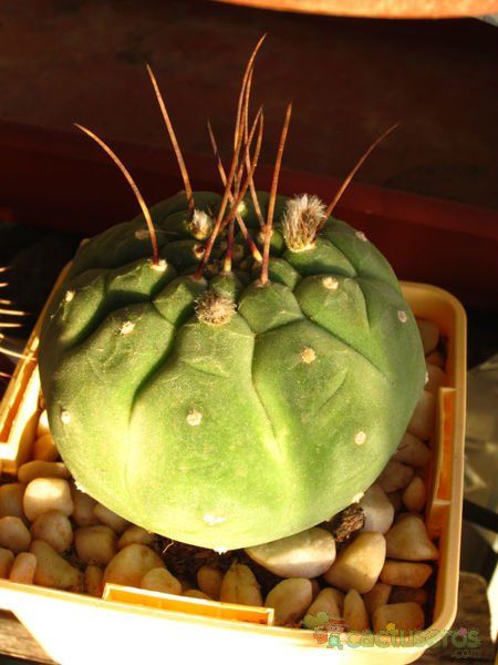 A photo of Matucana madisoniorum