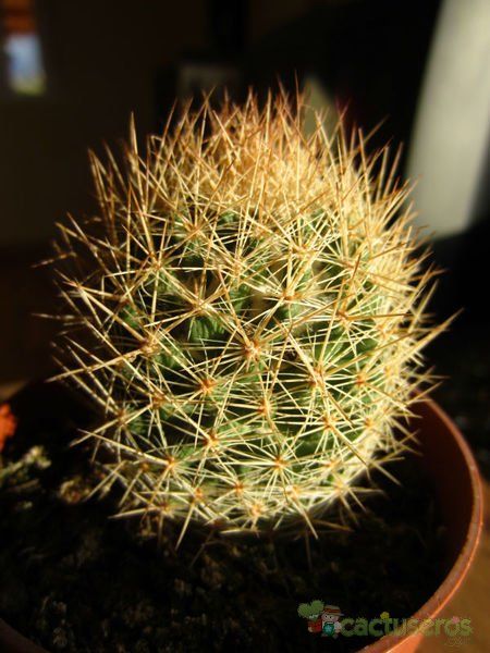 Una foto de Escobaria chihuahuensis