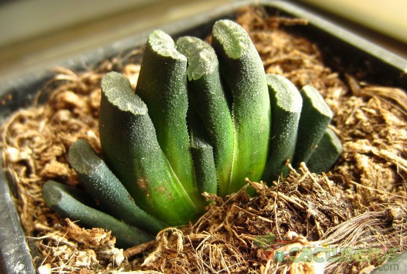 A photo of Haworthia truncata