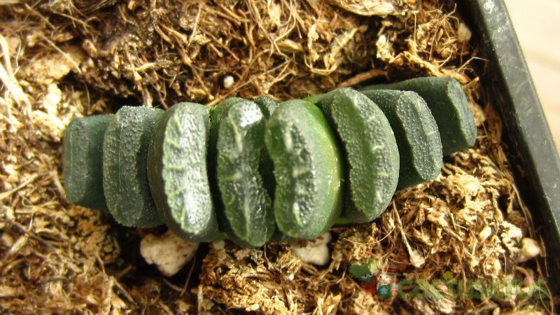 A photo of Haworthia truncata