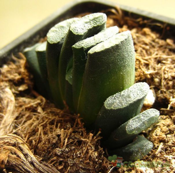 A photo of Haworthia truncata