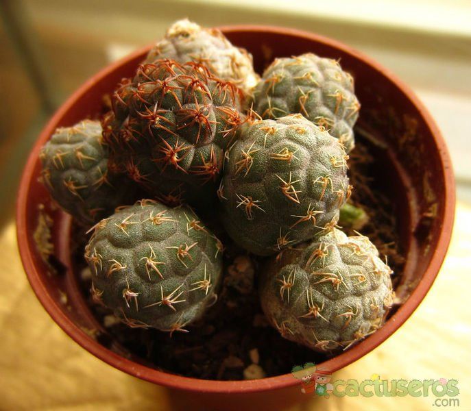 Una foto de Maihueniopsis bonnieae