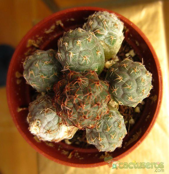 Una foto de Maihueniopsis bonnieae