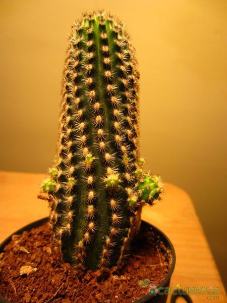 A photo of Pygmaeocereus bylesianus