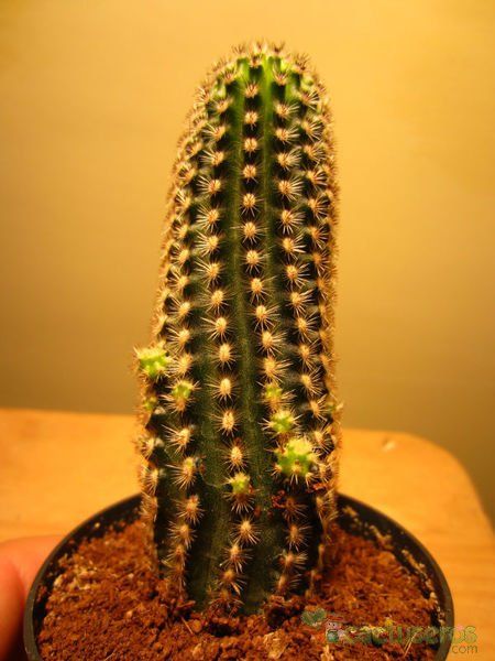 A photo of Pygmaeocereus bylesianus
