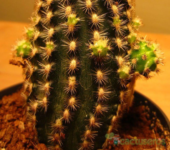 A photo of Pygmaeocereus bylesianus