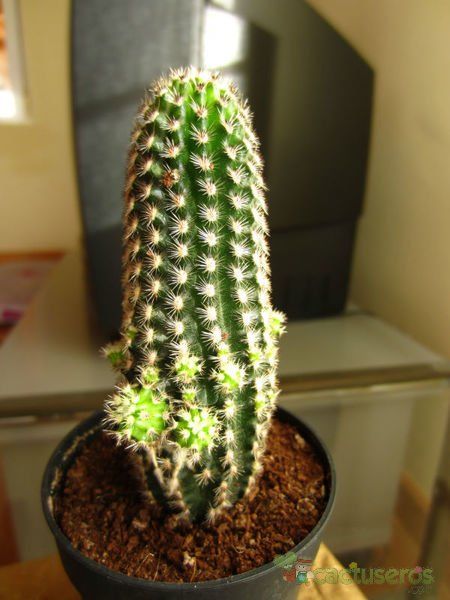 A photo of Pygmaeocereus bylesianus