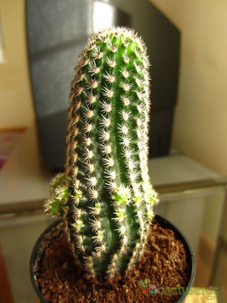A photo of Pygmaeocereus bylesianus