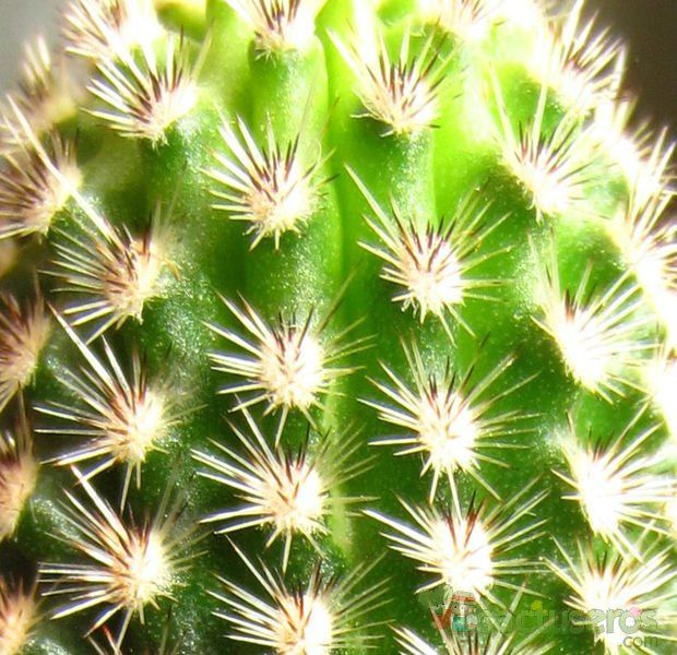 A photo of Pygmaeocereus bylesianus