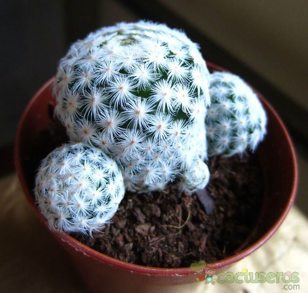 A photo of Mammillaria herrerae