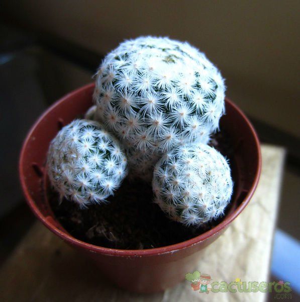 A photo of Mammillaria herrerae
