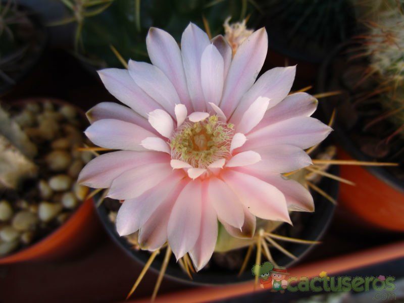 Una foto de Gymnocalycium eurypleurum