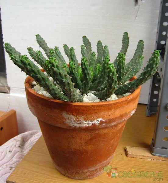 Una foto de Euphorbia inermis
