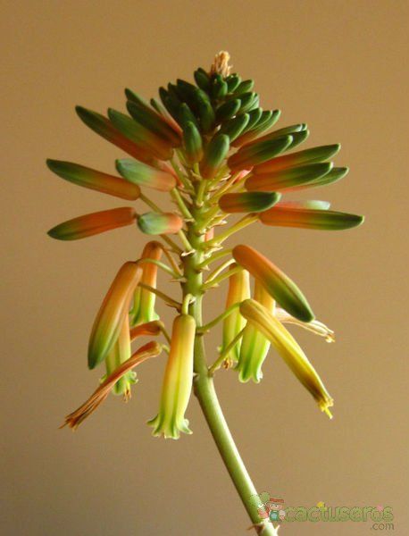 A photo of Aloe x delaetii (Aloe ciliaris x Aloe succotrina)