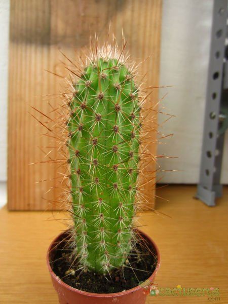 A photo of Stenocereus thurberi subsp. thurberi
