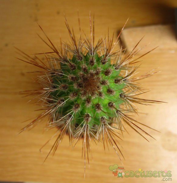 A photo of Stenocereus thurberi subsp. thurberi