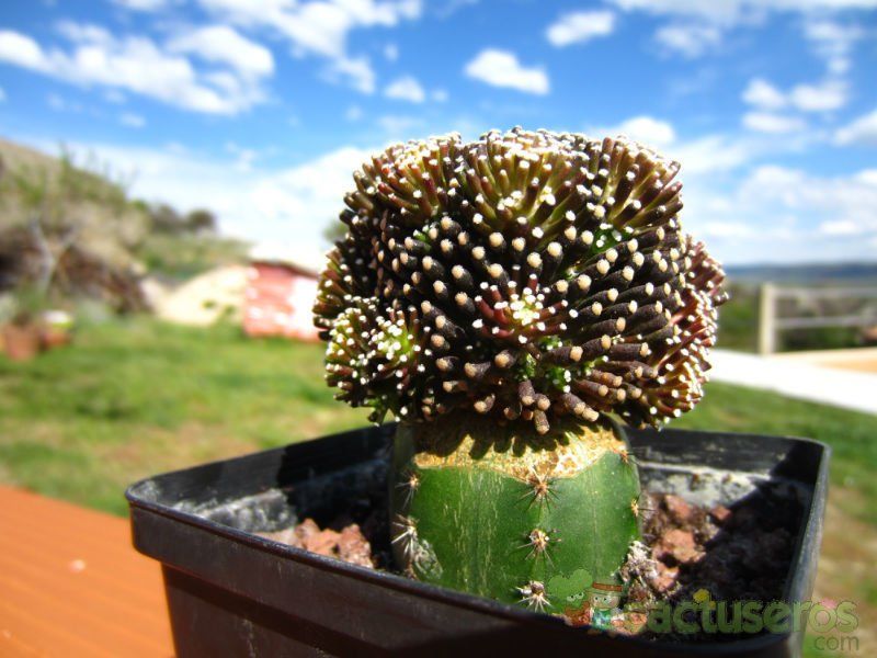 Una foto de Mammillaria luethyi