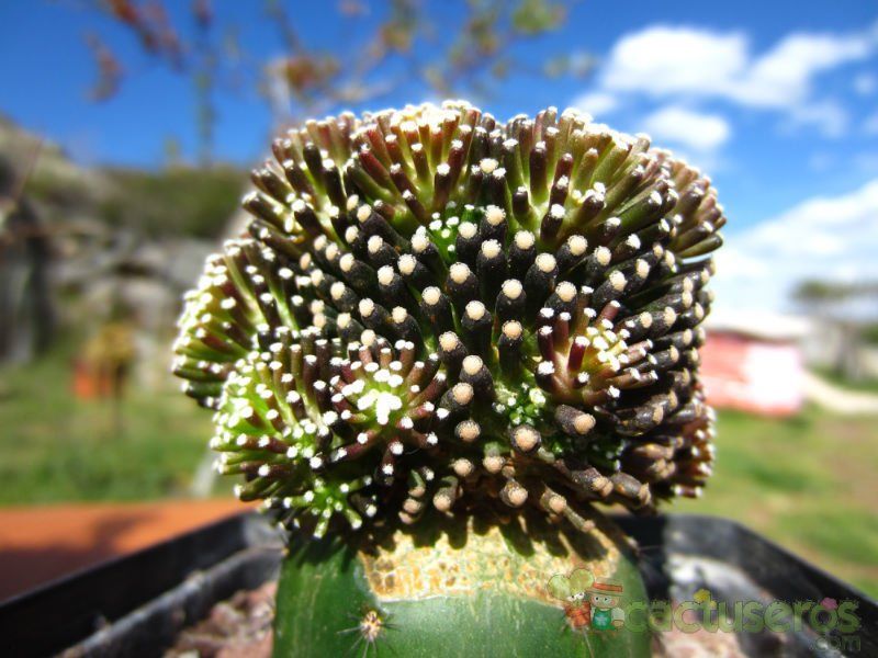 Una foto de Mammillaria luethyi