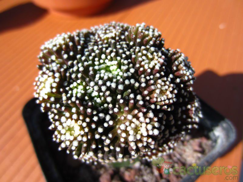 Una foto de Mammillaria luethyi