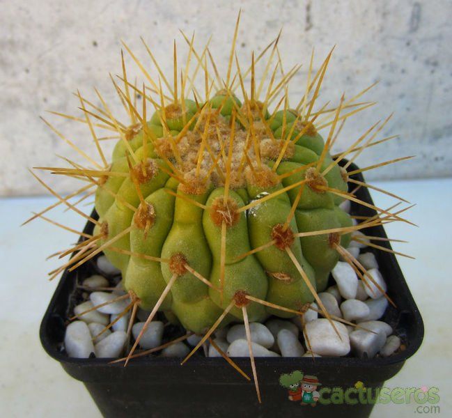 A photo of Copiapoa gigantea