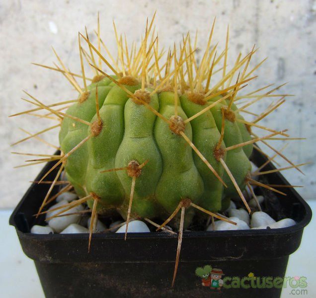 A photo of Copiapoa gigantea