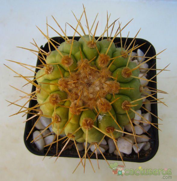 A photo of Copiapoa gigantea