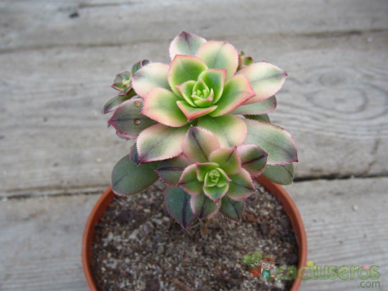 Una foto de Aeonium haworthii cv kiwi
