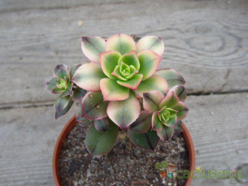Una foto de Aeonium haworthii cv kiwi