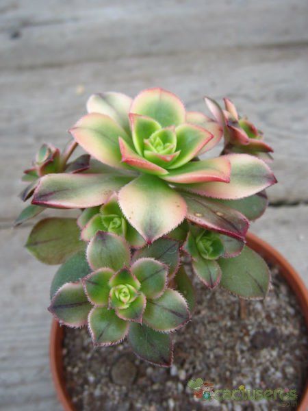 Una foto de Aeonium haworthii cv kiwi