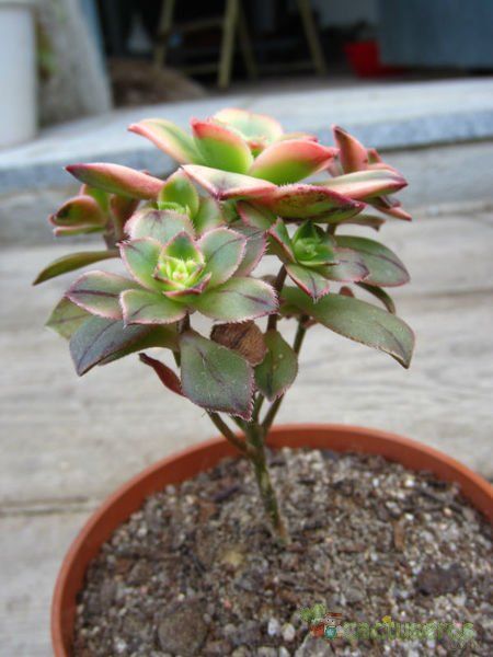 Una foto de Aeonium haworthii cv kiwi