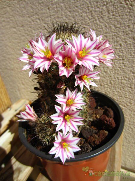 Una foto de Mammillaria blossfeldiana