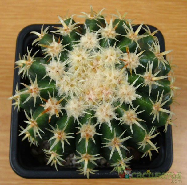 Una foto de Echinocactus grusonii
