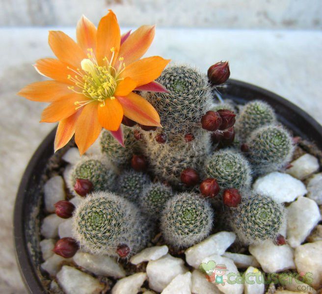 A photo of Rebutia heliosa x pulvinosa cv. sunrise (HIBRIDO)