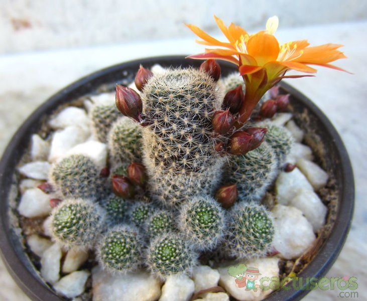 A photo of Rebutia heliosa x pulvinosa cv. sunrise (HIBRIDO)
