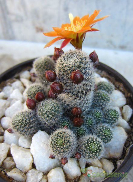 A photo of Rebutia heliosa x pulvinosa cv. sunrise (HIBRIDO)